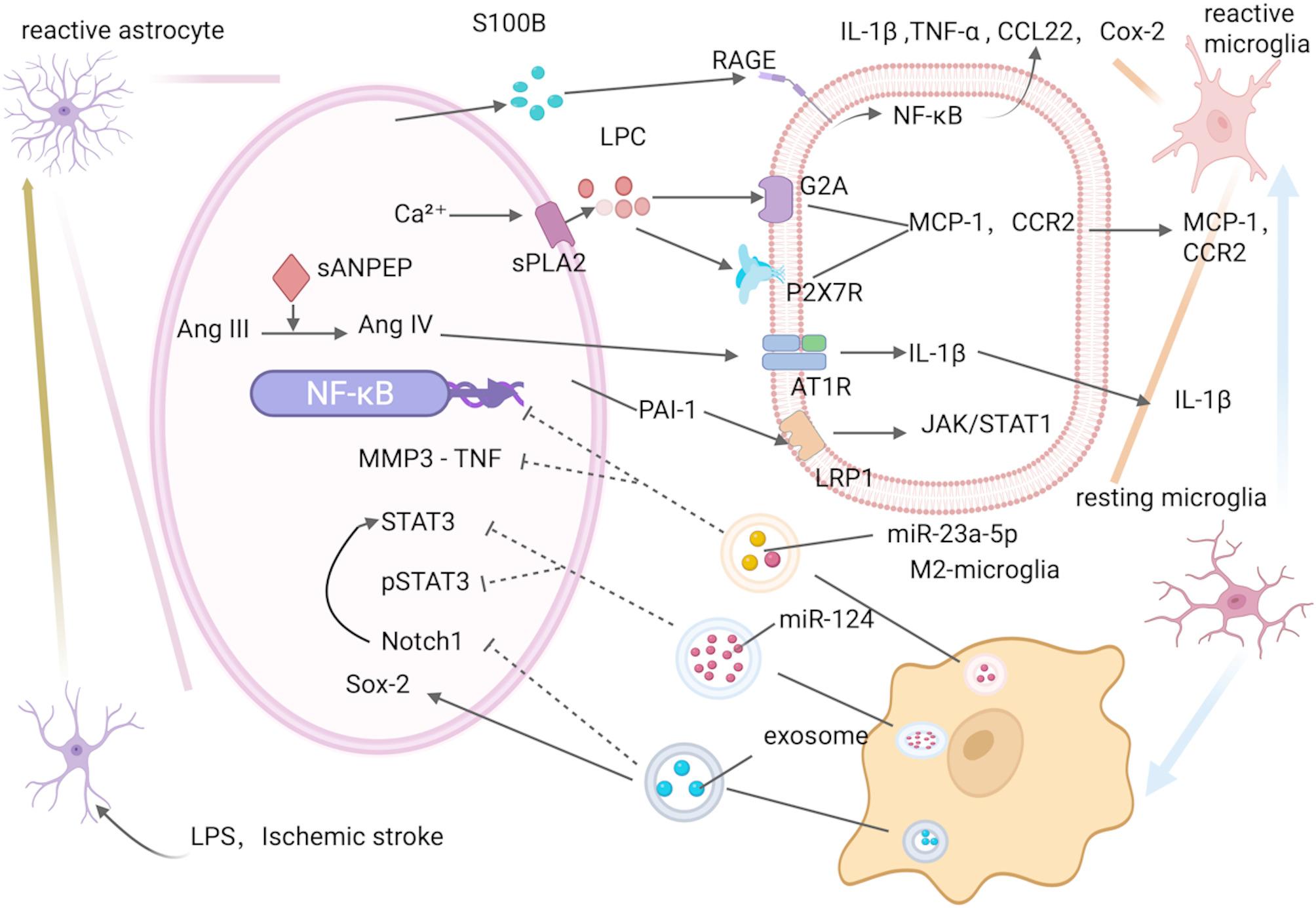 Microglia-astrocyte crosstalk following ischemic stroke.