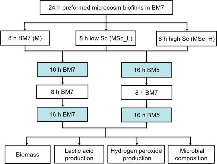 Streptococcus cristatus reduces cariogenicity of saliva-derived microcosms under pH-dependent conditions.