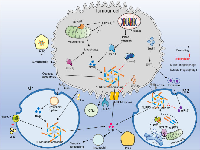 Review: Progress of the NLRP3 inflammasome in tumours and perspectives for cholangiocarcinoma.