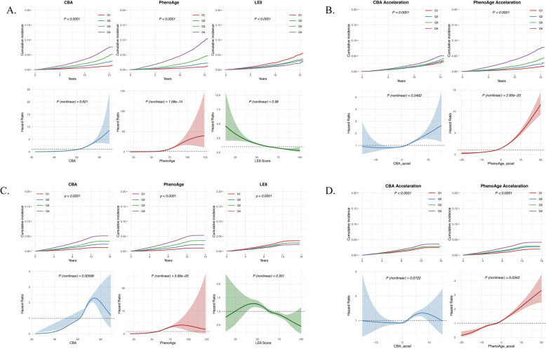 Life's Essential 8, phenotypic age, and cardiovascular age in prediabetes: predictive value in the UK Biobank and protein mediation in cardiovascular-diabetes comorbidity.