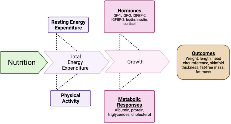 Growth factors, body composition and energy expenditure in late preterm and term infants during the first 4 months of life: a prospective cohort study.
