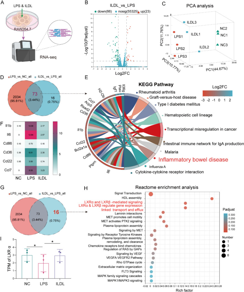 Isolinderalactone regulates macrophage polarization and efferocytosis by activating the LXRα pathway against ulcerative colitis.