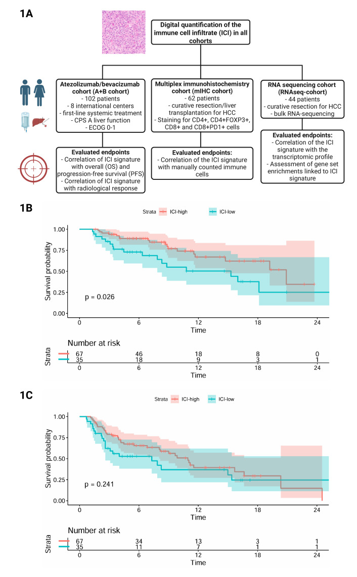Preliminary qualification of a machine learning-based assessment of the tumor immune infiltrate as a predictor of outcome in patients with hepatocellular carcinoma treated with atezolizumab plus bevacizumab.