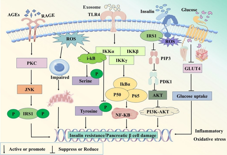 Therapeutic potential of traditional Chinese medicine and mechanisms for the treatment of type 2 diabetes mellitus.