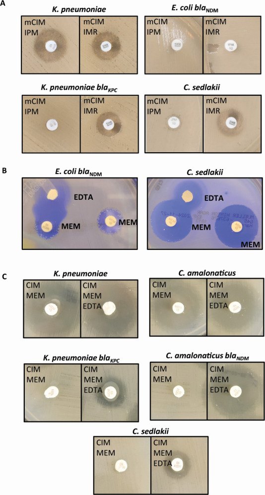 Paradoxical carbapenemase activity detected by modified carbapenemase inactivation (mCIM) method in <i>Citrobacter sedlakii</i>.