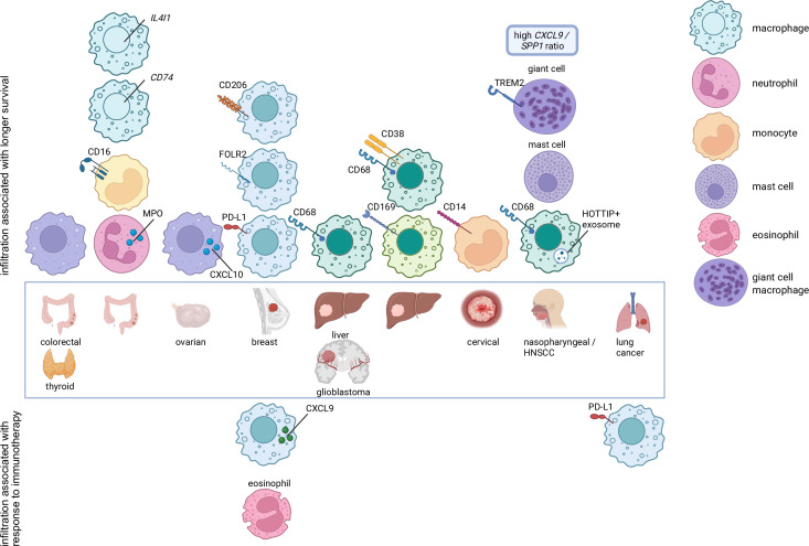 Positive and negative roles of myeloid cells in cancer immunotherapy.