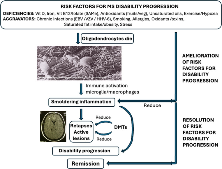 Epstein-Barr virus infection and vitamin D deficiency are both "causal" for multiple sclerosis (MS) - could the common denominator be their effects on hepcidin levels?