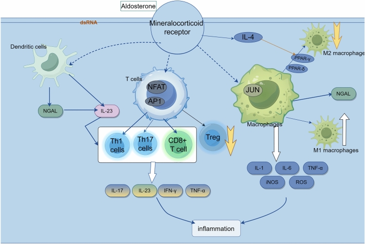 Mineralocorticoid receptor antagonists promote renal immunosenescence.