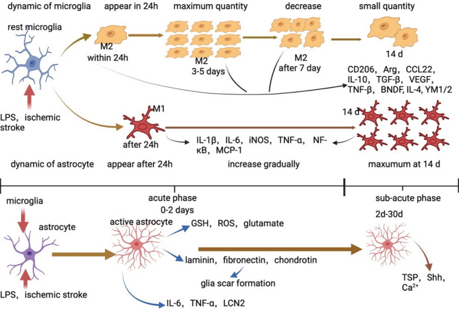 Microglia-astrocyte crosstalk following ischemic stroke.
