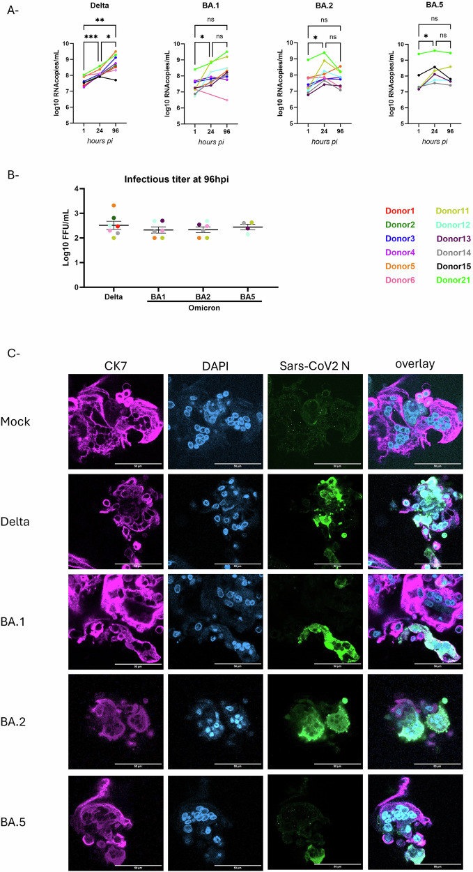 SARS-CoV-2 delta and omicron variants alter trophoblast cell fusion and syncytiotrophoblast dynamics: new insights into placental vulnerability.