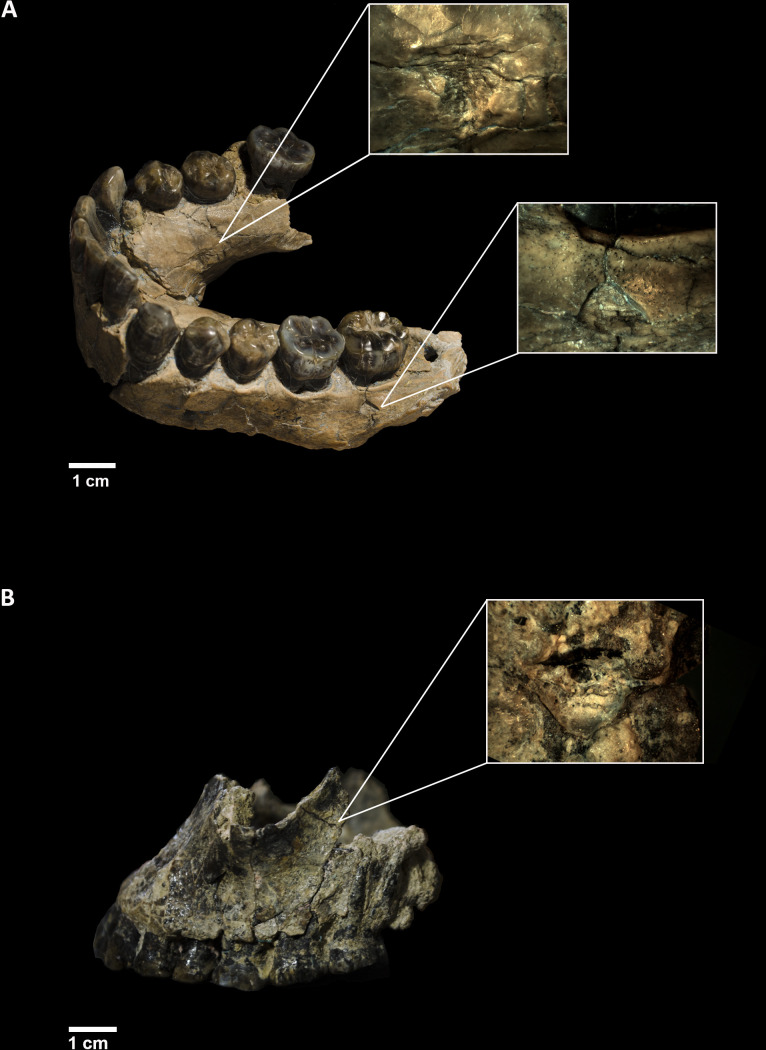 Meta-learning provides a robust framework to discern taxonomic carnivore agency from the analysis of tooth marks on bone: reassessing the role of felids as predators of <i>Homo habilis</i>.