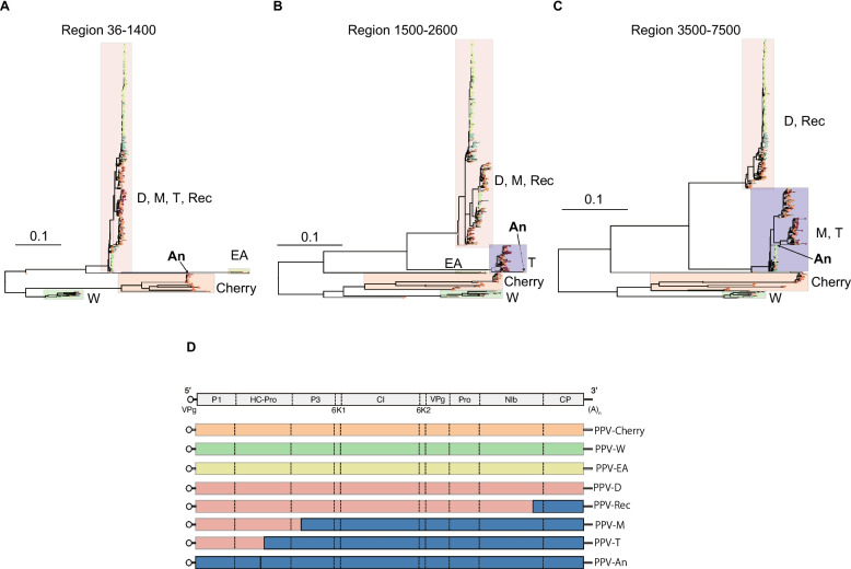 Bayesian phylogenetic and recombination analyses of plum pox virus provide a refined vision of its evolutionary history.