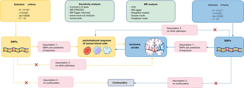 Dissecting the causal association between perturbational responses of human blood cells and ischemic stroke: A Mendelian randomization analysis.