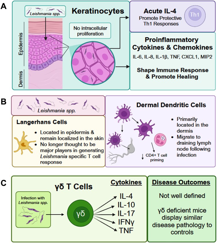 An overview of host immune responses against Leishmania spp. infections.