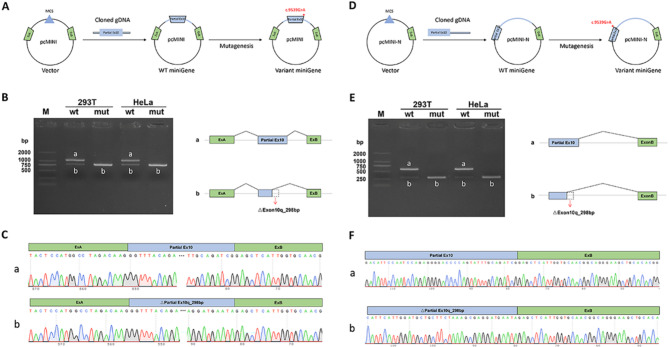 Endocrine metabolism characteristics of Alström syndrome in 25 Chinese patients and identification of a new splice site in the ALMS1 gene.