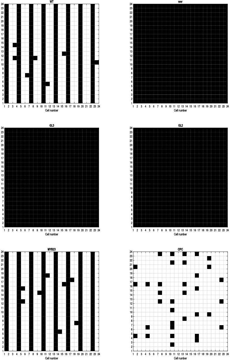 Cellular patterns in Arabidopsis root epidermis emerge from gene regulatory network and diffusion dynamical feedback.
