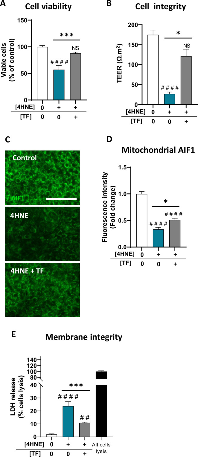 Transferrin is a drug candidate for the treatment of dry age-related macular degeneration (AMD).