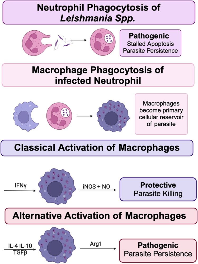 An overview of host immune responses against Leishmania spp. infections.