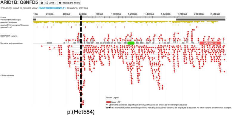 Reply to: 'Predicted loss-of-function variants before Met584 in ARID1B in population cohorts likely reflect reduced penetrance and should be reported diagnostically'.