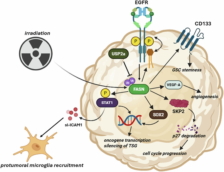 Cut the fat: targeting cholesterol and lipid metabolism in glioblastoma.