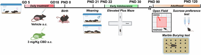 Sex-specific disruptions in the developmental trajectory of anxiety-like behaviors due to prenatal cannabidiol exposure.