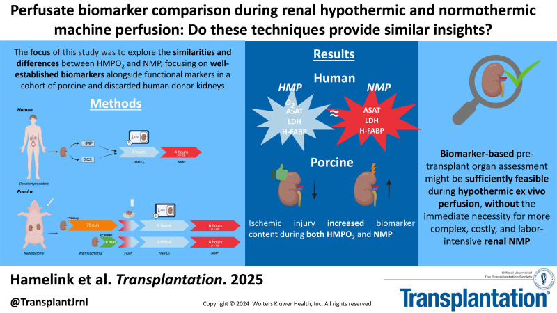Perfusate Biomarker Comparison During Renal Hypothermic and Normothermic Machine Perfusion: Do These Techniques Provide Similar Insights?