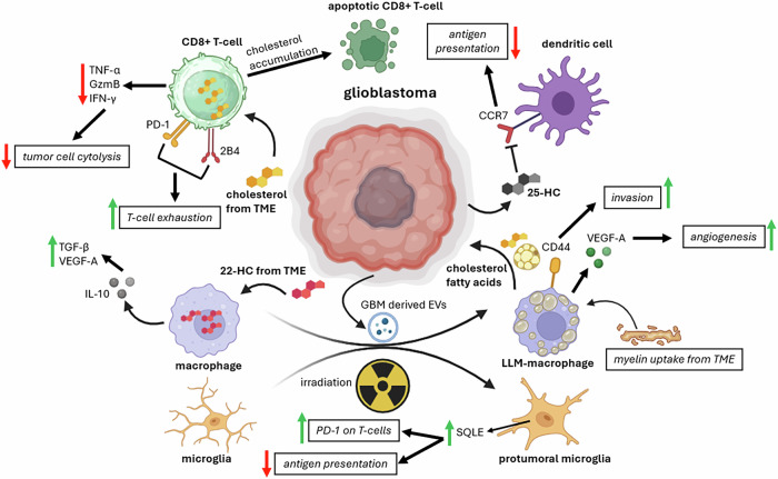 Cut the fat: targeting cholesterol and lipid metabolism in glioblastoma.