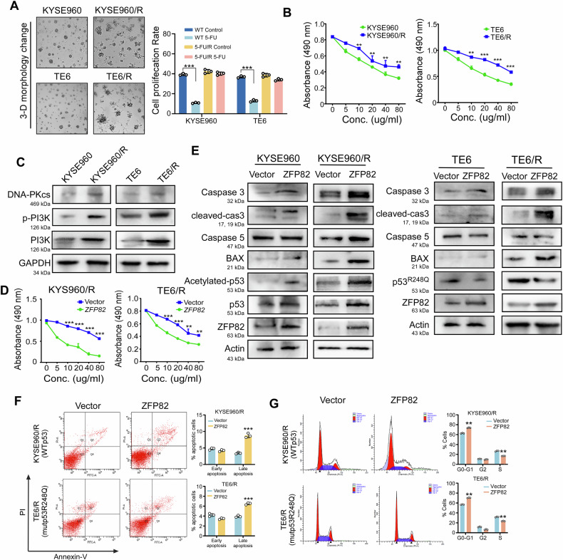 Zinc Finger Protein 82 regulates p53 protein stability through histone deacetylase and enhances neo-adjuvant chemotherapy in esophageal cancer.