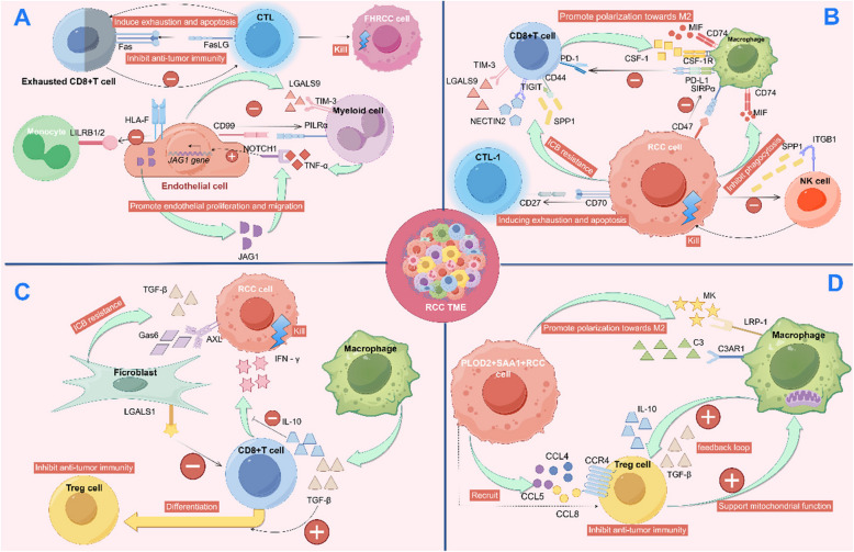 Single-cell sequencing technology in renal cancer: insights into tumor biology and clinical application.