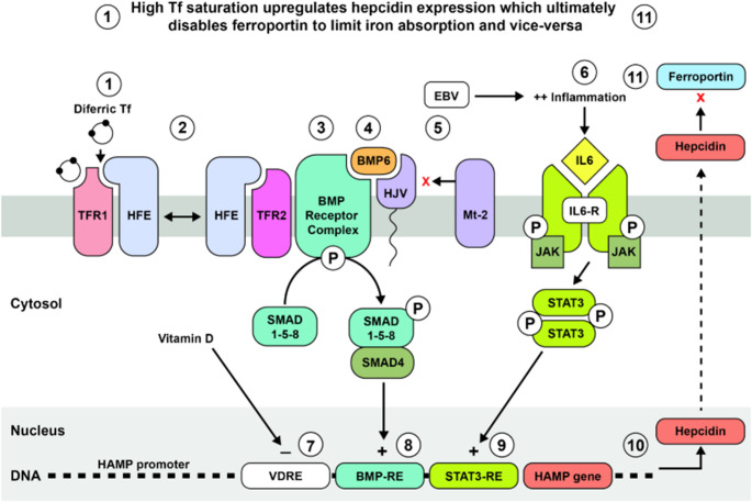 Epstein-Barr virus infection and vitamin D deficiency are both "causal" for multiple sclerosis (MS) - could the common denominator be their effects on hepcidin levels?