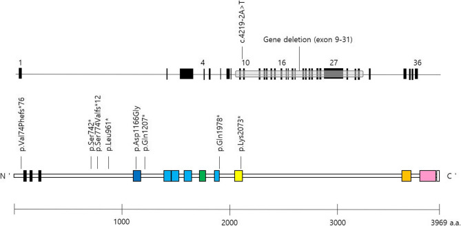 Wiedemann-Steiner syndrome: description of genetic profiles and clinical phenotypes of 10 Korean pediatric patients.