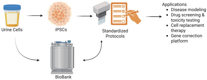 Stem cell mining: urine cells to biobanking.