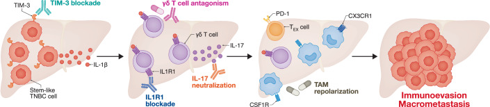 TIM-3 and γδ T cells: new players in breast cancer dissemination.