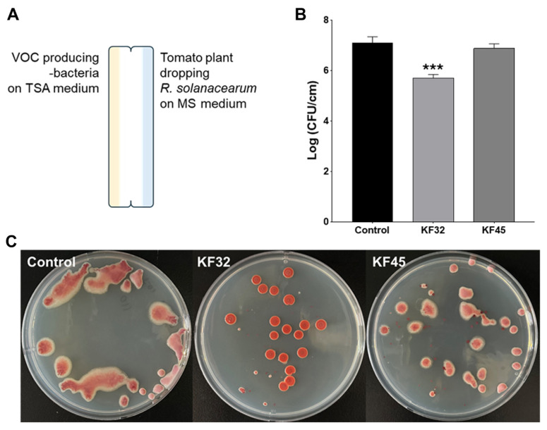 Volatile Organic Compounds from Pseudomonas koreensis KF32 and P. fitomaticsae KF45 Suppress Ralstonia pseudosolanacearum and Reduce Bacterial Wilt in Tomato.