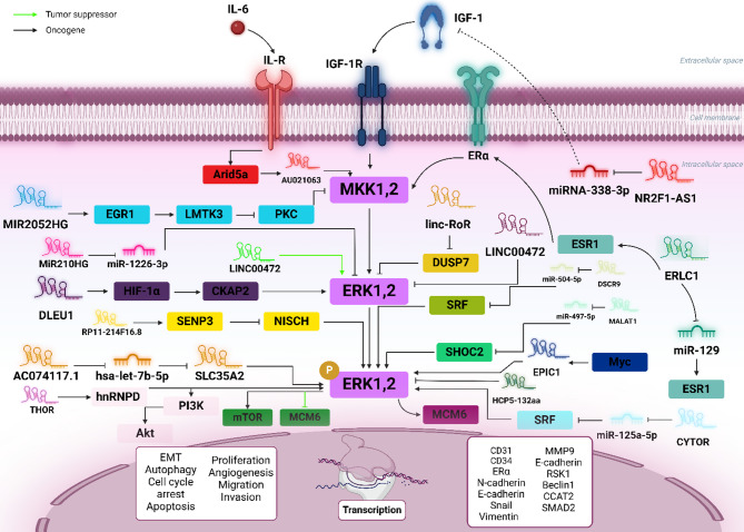 Interactions between LncRNAs and MAPK signaling pathways in the pathogenesis of breast cancer.