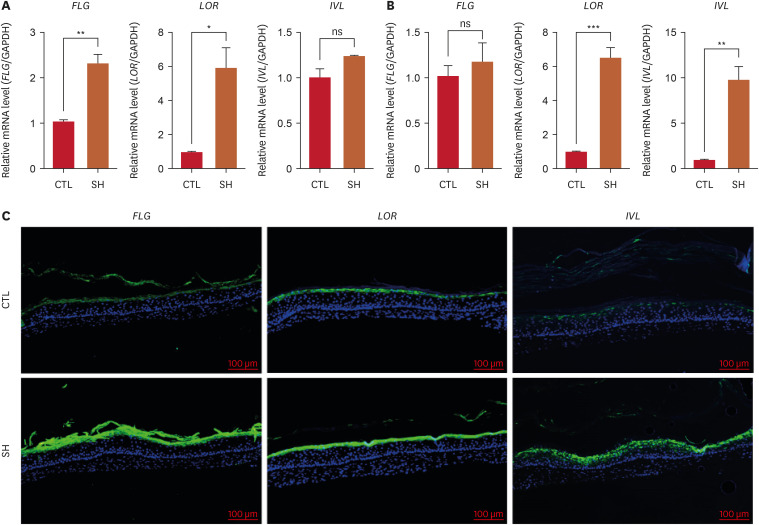 Differential Modulation of Skin Barrier Proteins and Lipid Synthesis by <i>Staphylococcus aureus</i>, <i>Staphylococcus hominis</i>, and <i>Cutibacterium acnes</i>.
