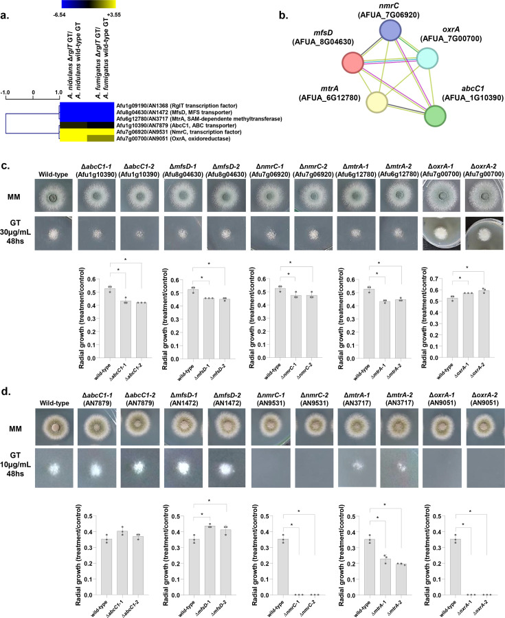 Fungal mitochondria govern both gliotoxin biosynthesis and self-protection.