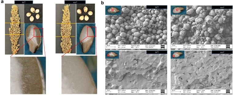 Effects of a novel loss-of-function waxy endosperm allele on sorghum seed development and grain quality.