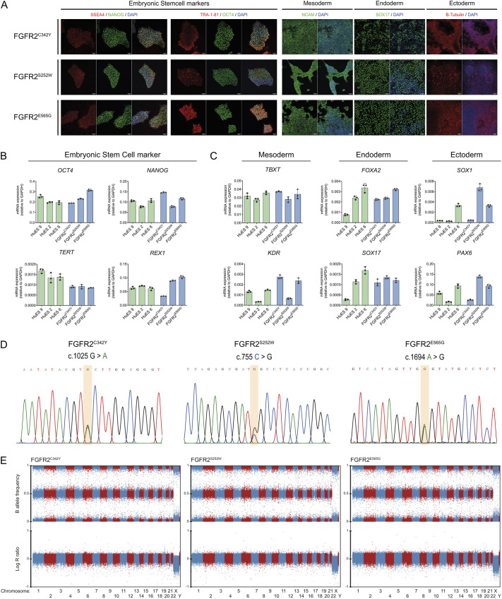 Generation of human induced pluripotent stem cell lines from patients with FGFR2-linked syndromic craniosynostosis.