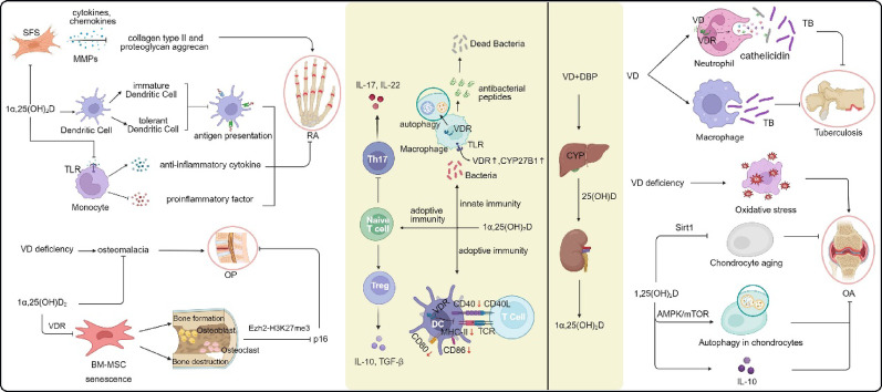 Vitamin D and bone health: from physiological function to disease association.