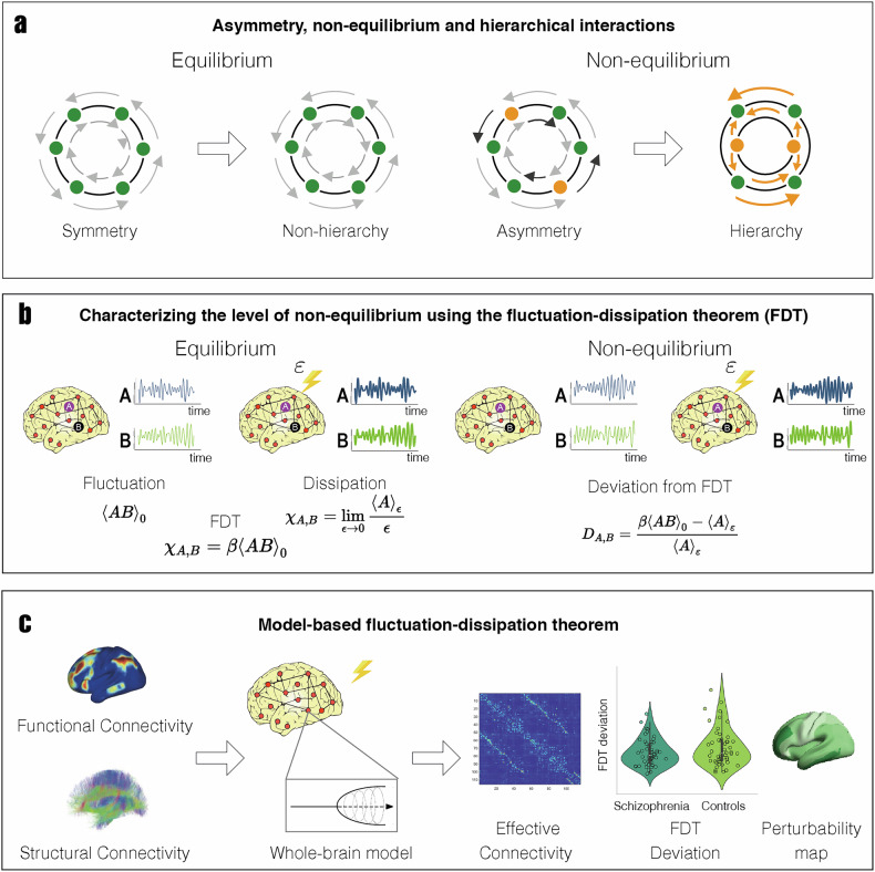 Reconfiguration of functional brain hierarchy in schizophrenia.