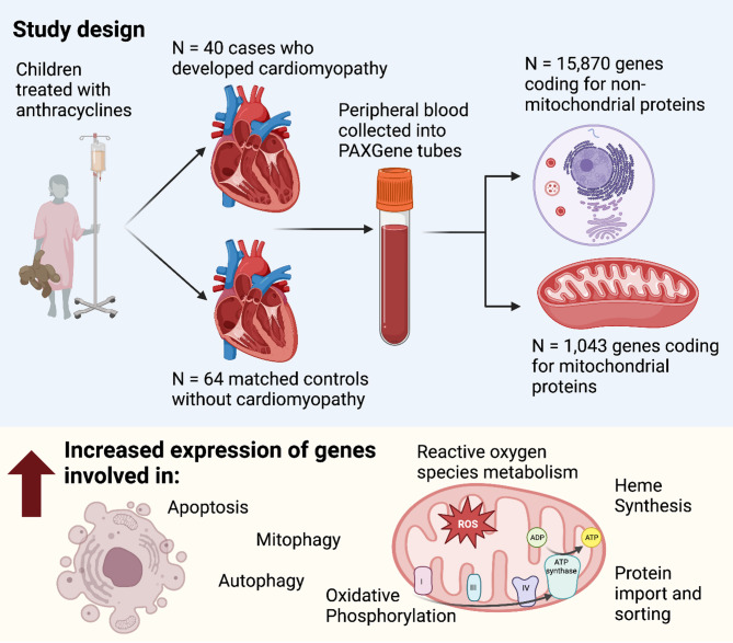 Anthracycline-induced cardiomyopathy in childhood cancer survivors is associated with gene signatures of mitochondrial dysfunction-a COG ALTE03N1 report.