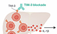 TIM-3 and γδ T cells: new players in breast cancer dissemination.
