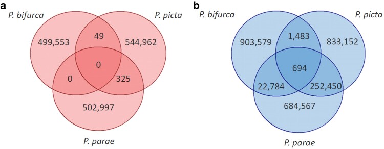 Genome report: Genome of the Amazon guppy (Poecilia bifurca) reveals conservation of sex chromosomes and dosage compensation.