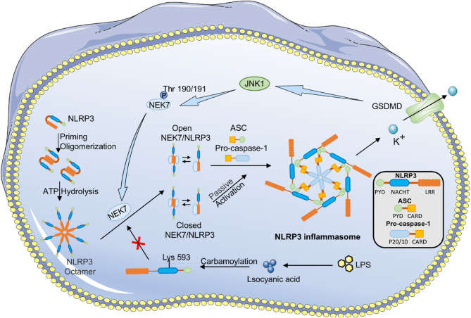 Review: Progress of the NLRP3 inflammasome in tumours and perspectives for cholangiocarcinoma.