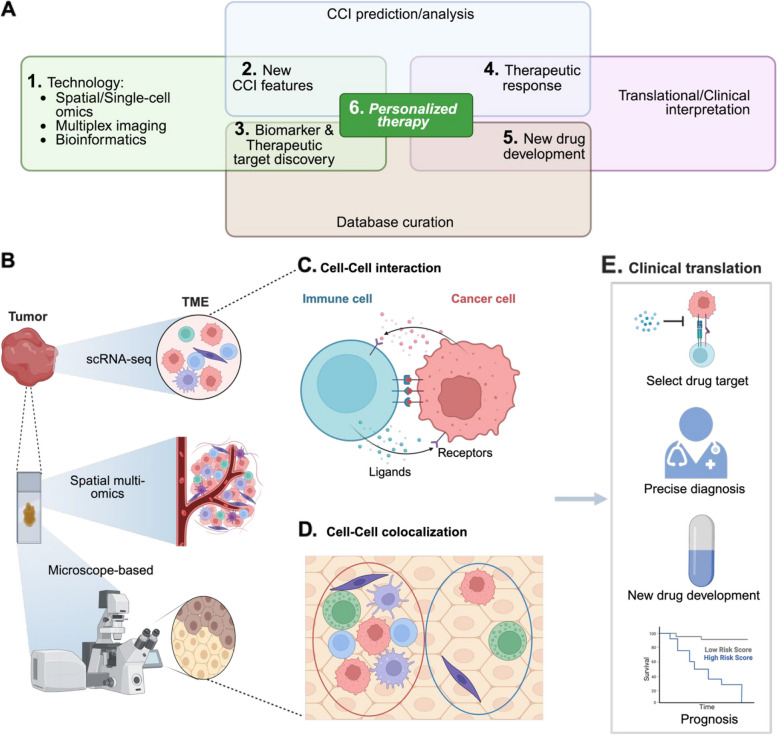 Cell-cell interactions as predictive and prognostic markers for drug responses in cancer.