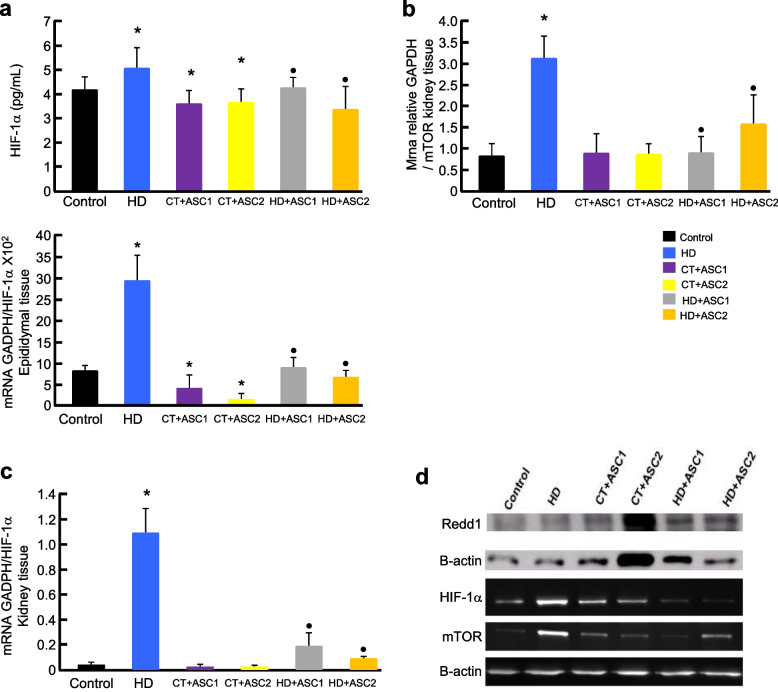 Adipose-Derived Stem Cell Therapy Attenuates HIF-1α/mTOR/REDD1 Signaling in Obese Hypertensive Rats.