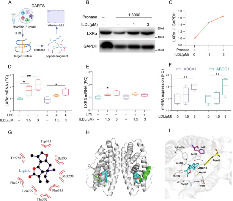 Isolinderalactone regulates macrophage polarization and efferocytosis by activating the LXRα pathway against ulcerative colitis.