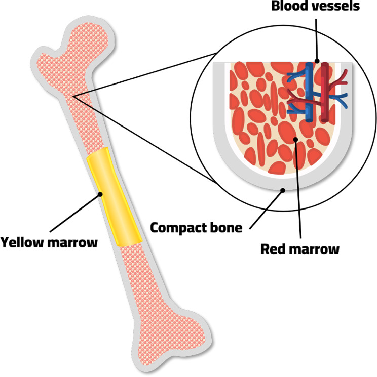 AI-driven prognostics in pediatric bone marrow transplantation: a CAD approach with Bayesian and PSO optimization.