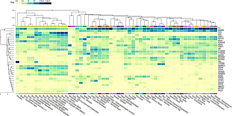 Overexpression of CCK Neuropeptide in brain is linked to ZBTB20 mutations: potential diagnostic relevance in glioblastoma.
